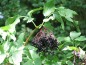 Preview: Holunder Beeren bio